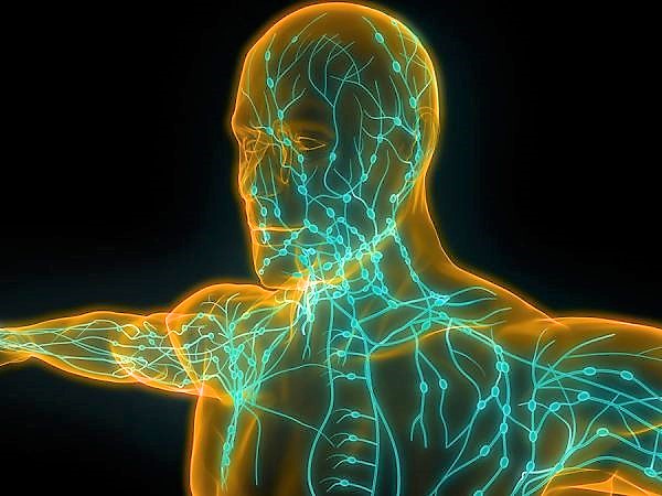 Illustrazione anatomica del sistema linfatico, venoso e arterioso nel busto umano
