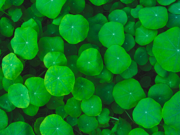 Foglie fresche della pianta di Gotu Kola, conosciuta anche come Centella Asiatica o "erba della tigre".