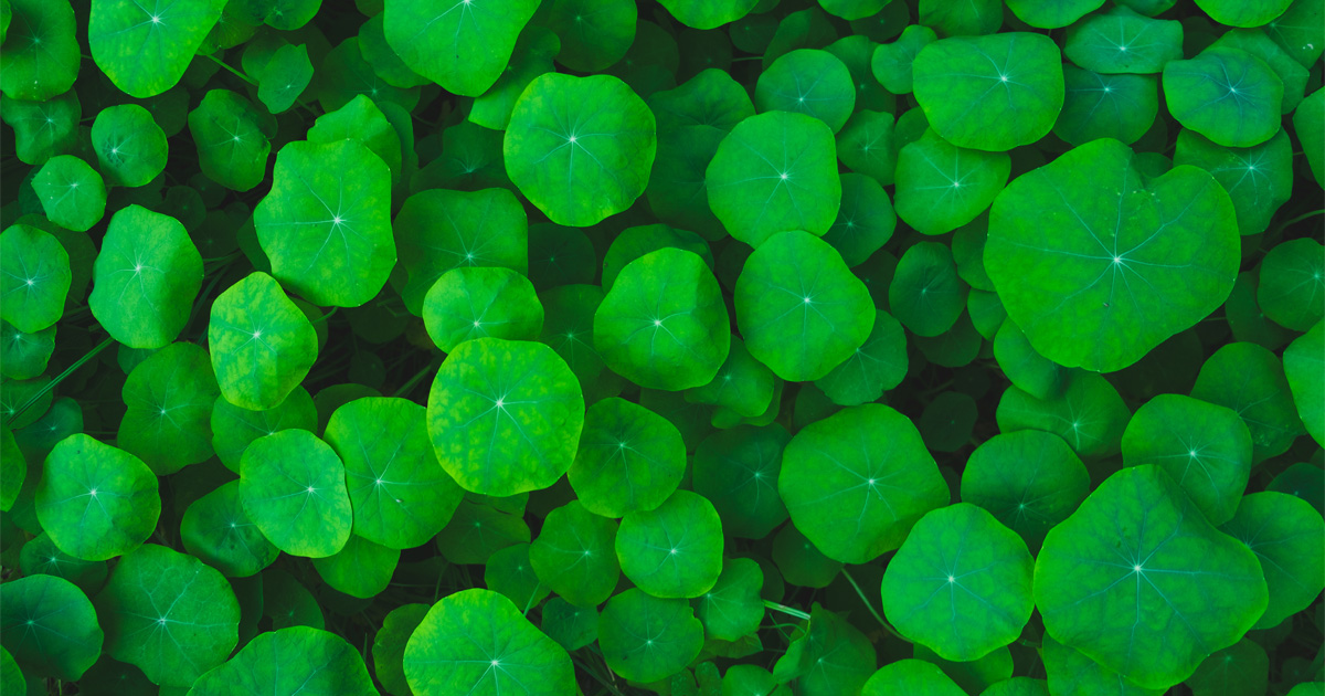 Foglie fresche della pianta di Gotu Kola, conosciuta anche come Centella Asiatica o "erba della tigre".