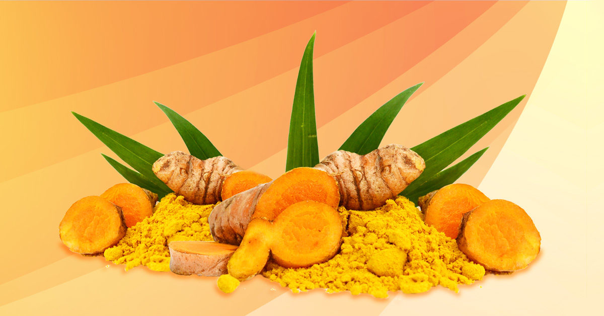 Radice di curcuma fresca e polvere di curcumina - antico rimedio naturale per infiammazioni e salute del fegato