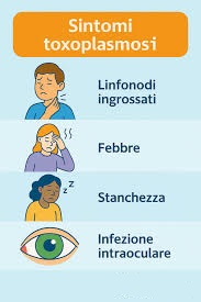 Toxoplasma gondii parassita al microscopio - PROTOCOLLO PER TOXOPLASMOSI